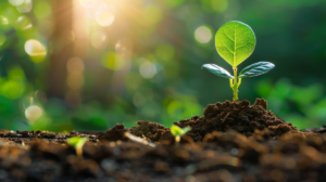 En liten grön planta växer upp ur näringsrik jord med solljus som lyser genom dess blad, vilket symboliserar tillväxt och nytt lånealternativ, omgiven av en suddig, frodig, grön, naturlig bakgrund.